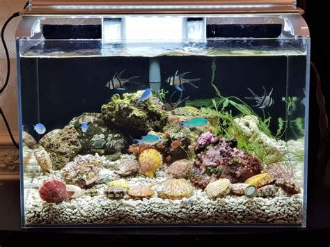micro fish|Nano Reef Tank Setup Guide: Building a Thriving Miniature .